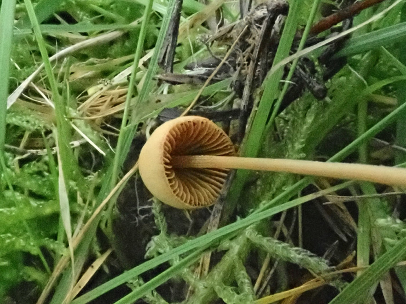 Photo by Penny Cullington Conocybe pubescens by Penny Cullington